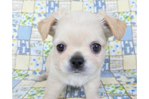 成約済の千葉県のチワワ(ロングコート)-159384